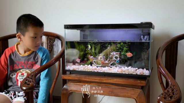 当贝智能生态鱼缸1 Ultra：AI全托管养鱼新体验，乐趣盎然更轻松